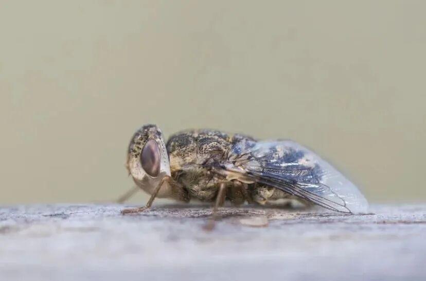  【医学前沿】人体鼻窦惊现蝇蛹：羊狂蝇跨物种寄生机理深度剖析 健康养生