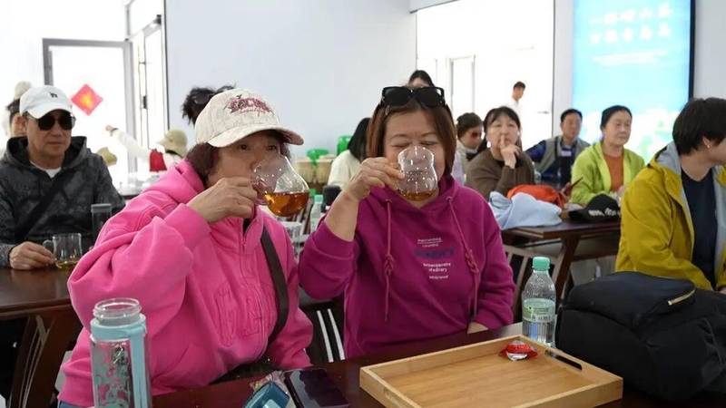 从叶片到产业链:崂山茶旅融合的技术演进与商业重构 文化旅游